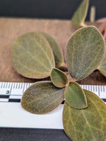 Peperomia aff veluntina [cutting]