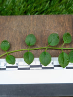 Neomortonia rosea [cutting]