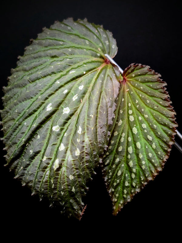 Begonia SSF1 [cutting]