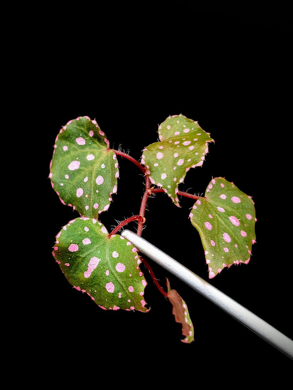 Begonia U696 sp. muara wahau [cutting]