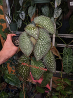 Begonia SSF1 [cutting]