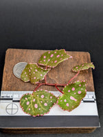 Begonia U696 sp. muara wahau [cutting]
