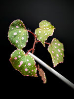 Begonia U696 sp. muara wahau [cutting]