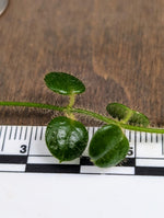 cf. Papuahoya sp01 [cutting]