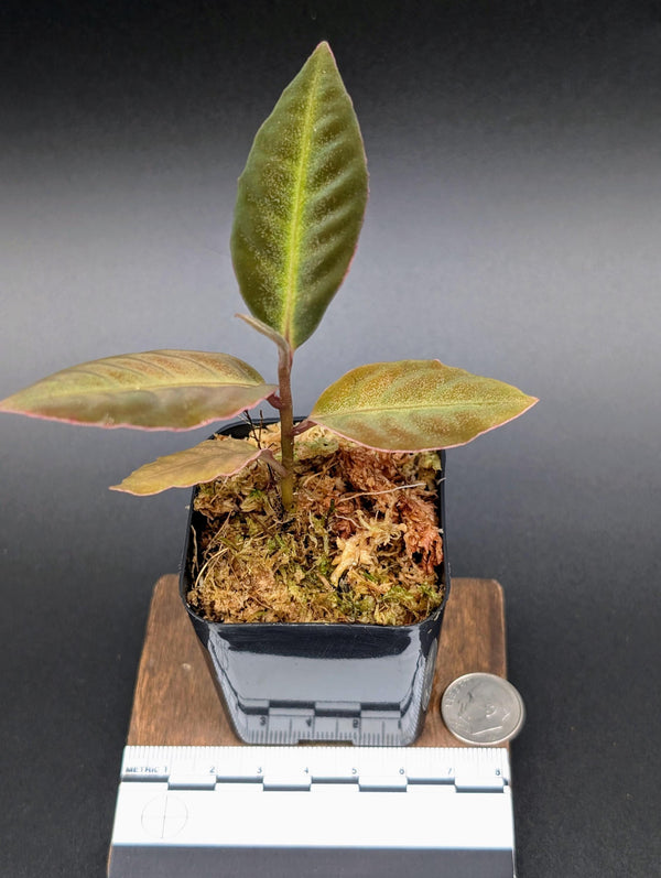 Labisia sp. stardust small [non-exact]