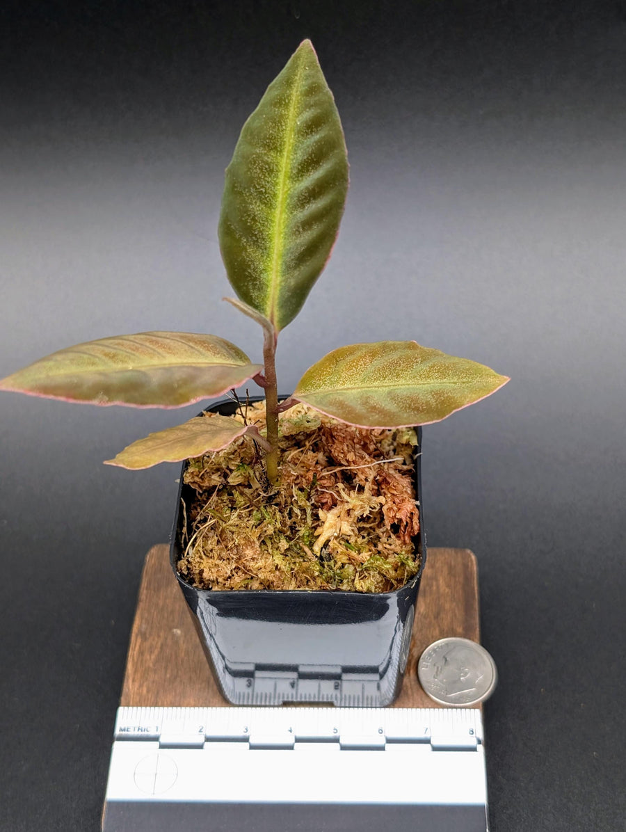 Labisia sp. stardust small [non-exact]