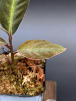 Labisia sp. stardust small [non-exact]