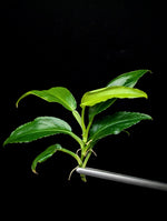 Philodendron subg. Pteromischum sp. 02 'wavy' [cutting]