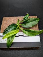 Philodendron subg. Pteromischum sp. 02 'wavy' [cutting]