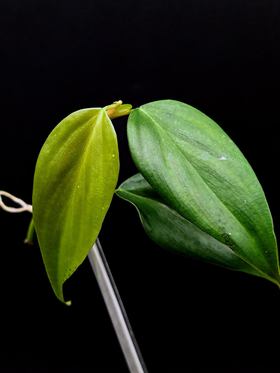 Philodendron sp. peach tunnel [cutting]