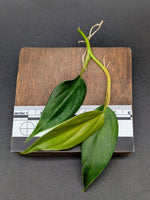 Philodendron sp. peach tunnel [cutting]