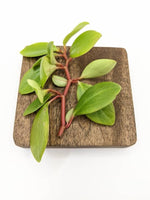 Peperomia glabella [cutting]
