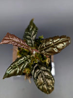 Ardisia sp. bengkulu [non-exact]