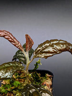 Ardisia sp. bengkulu [non-exact]