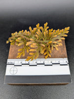 Selaginella diffusa [cutting]