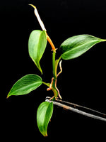Philodendron sp. Condor [cutting]