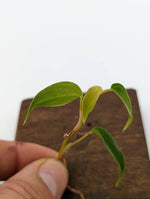 Philodendron sp. Condor [cutting]