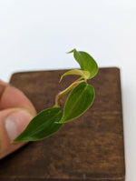 Philodendron sp. Condor [cutting]