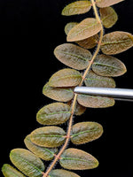 Micrechites aff. serpyllifolius [cutting]