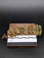 Micrechites aff. serpyllifolius [cutting]