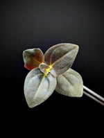 Sonerila sp. uning [cutting]