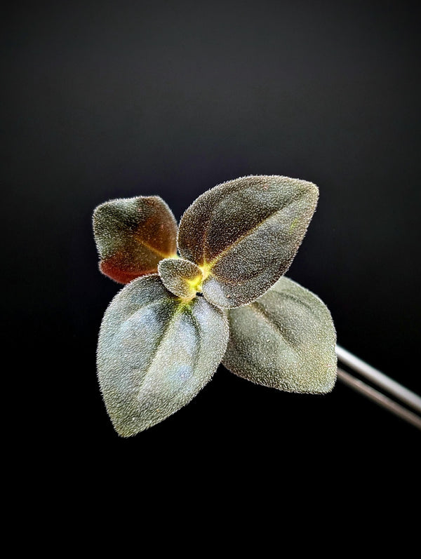 Sonerila sp. uning [cutting]