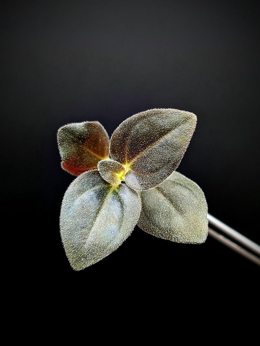 Sonerila sp. uning [cutting]