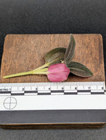Sonerila sp. uning [cutting]