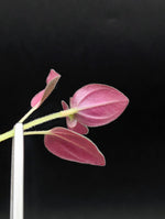 Sonerila sp. uning [cutting]