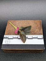 Sonerila sp. uning [cutting]