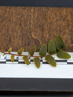 Marcgravia sp. Saint Lucia [10-leaf cutting]
