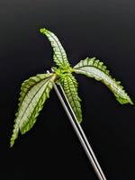 Pilea sp. chartreuse Ecuador [cutting]