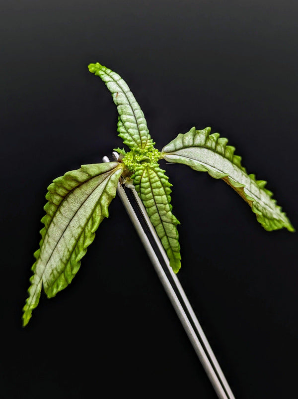 Pilea sp. chartreuse Ecuador [cutting]