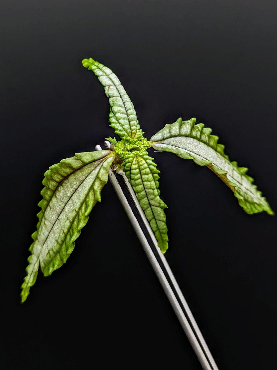 Pilea sp. chartreuse Ecuador [cutting]