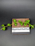 Columnea colombiana [cutting]