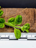Columnea colombiana [cutting]