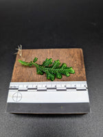 Selaginella sp. toache peru [cutting]