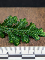 Selaginella sp. toache peru [cutting]