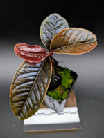 Labisia sp sabilit small [non-exact]