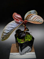 Labisia sp sabilit small [non-exact]