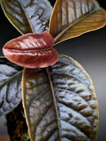 Labisia sp sabilit small [non-exact]
