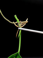 Scindapsus sp. tricolor tombak [cutting]
