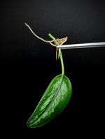 Scindapsus sp. tricolor tombak [cutting]