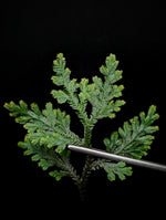 Selaginella NOID [cutting]