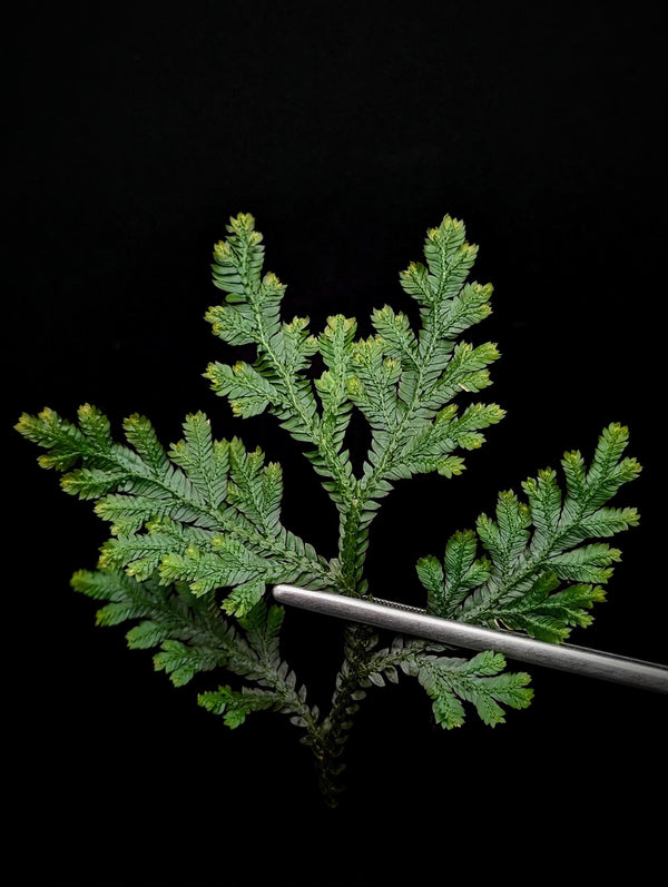 Selaginella NOID [cutting]