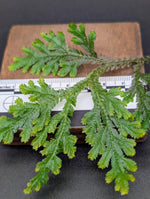 Selaginella NOID [cutting]
