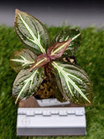 Sonerila sp. Thailand [non-exact]