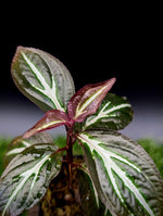 Sonerila sp. Thailand [non-exact]
