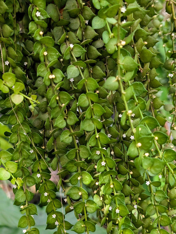 Dischidia ruscifolia (million hearts)[cutting]