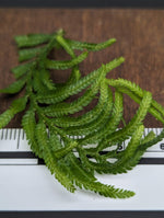 Selaginella sp. Sumatra 1 [cutting]